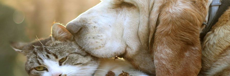 Las mascotas ideales para Libra
